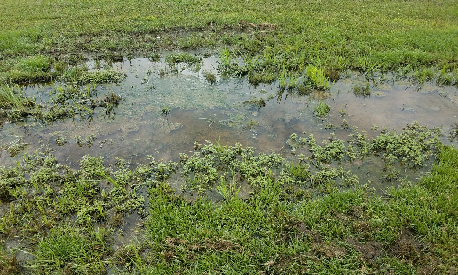 How to fix a waterlogged garden in Ireland