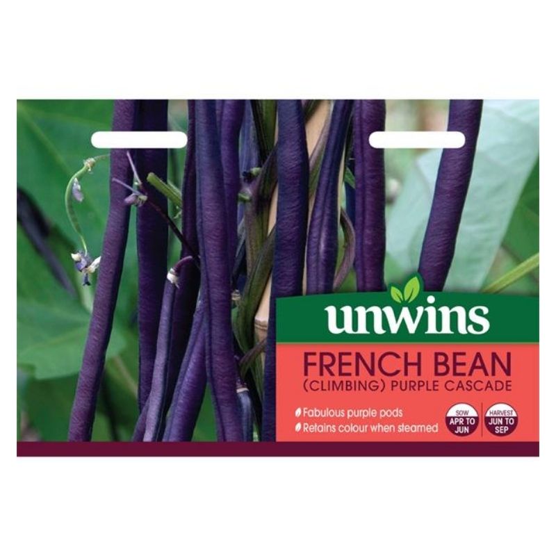 French Bean (climbing) Purple Seeds