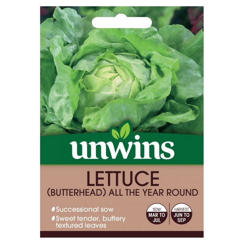 Lettuce (butterhead) All The Year Round Seeds