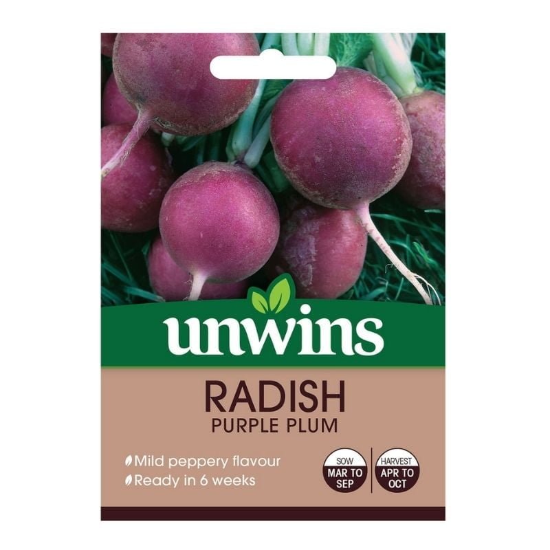 Radish Purple Plum Seeds