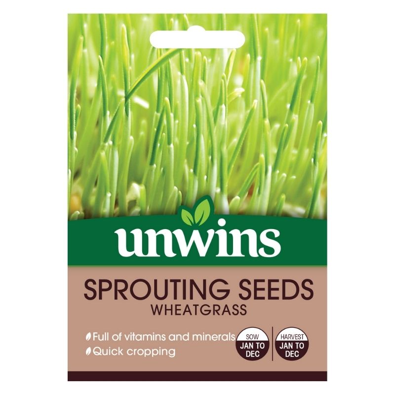 Sprouting Seeds Wheatgrass