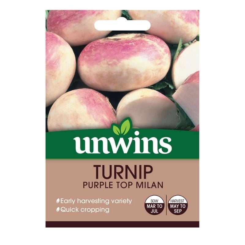 Turnip Seeds Purple Top Milan