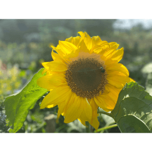 polytunnel sunflower